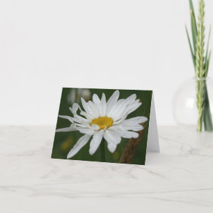 White Daisy Flower Photography Note Card