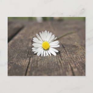 White Daisy Flower Postcard