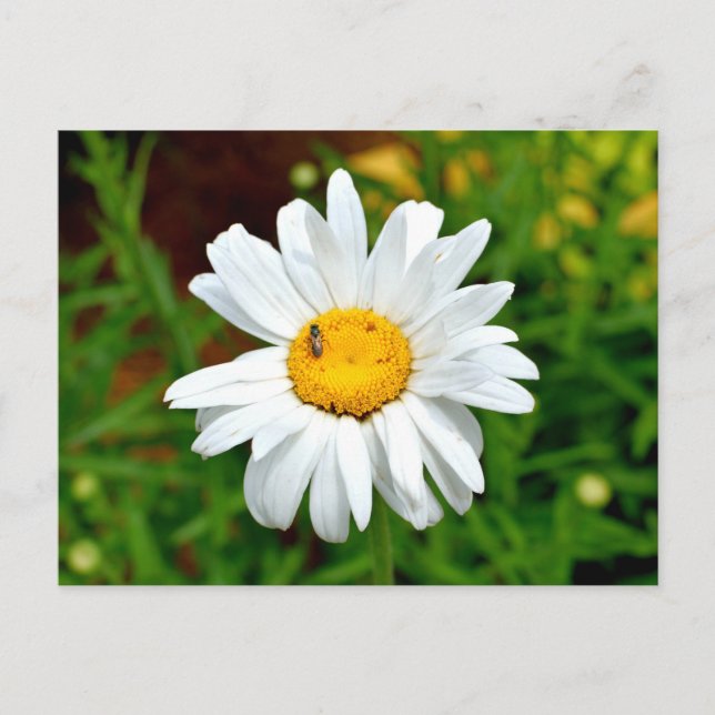White Daisy Flower Postcard (Front)