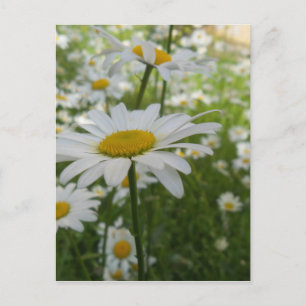 White Daisy Flower Postcard