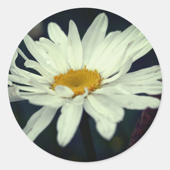 White Daisy Flower Raindrops Classic Round Sticker (Front)