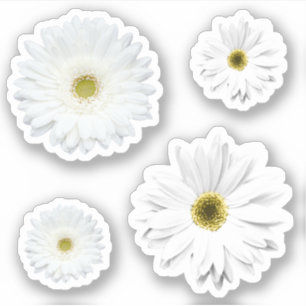 White Daisy Flower Set