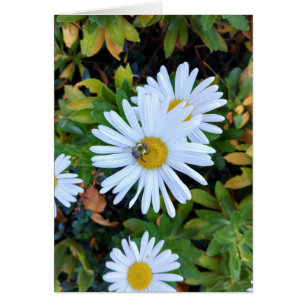 White Daisy Flower with a Bee Blank Card