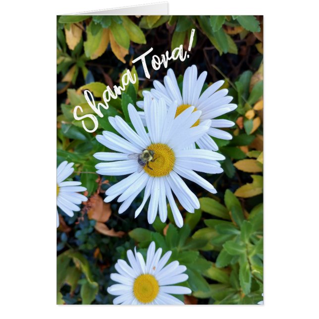 White Daisy Flower with a Bee Rosh Hashanah Card (Front)