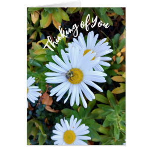 White Daisy Flower with a Bee Thinking of You Card