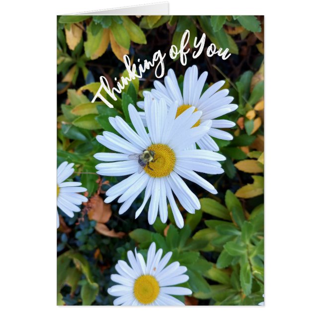 White Daisy Flower with a Bee Thinking of You Card (Front)