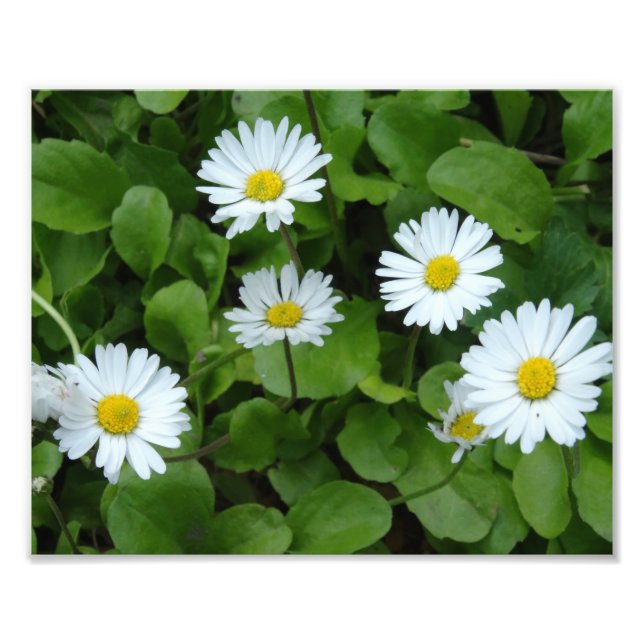White Daisy Flowers Photo Print (Front)