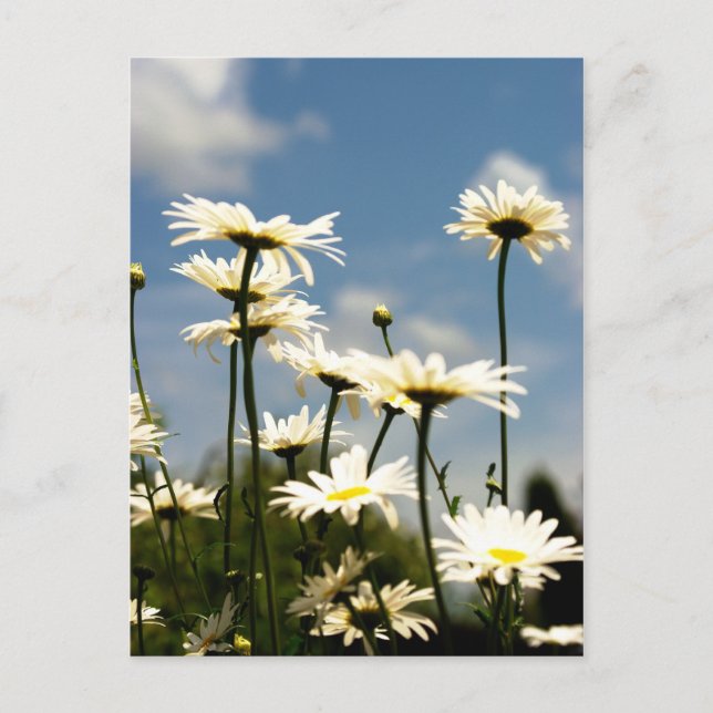 White Daisy Flowers Postcard (Front)