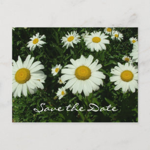 white daisy flowers, save the date announcement postcard
