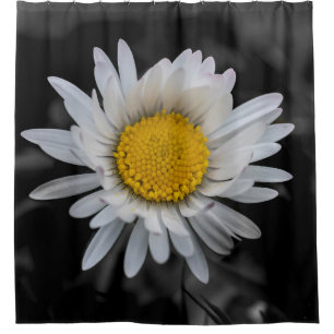 White daisy on black background shower curtain