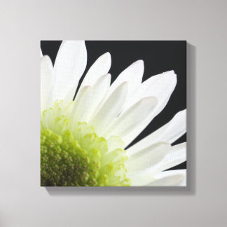 White Daisy on Black Canvas Print