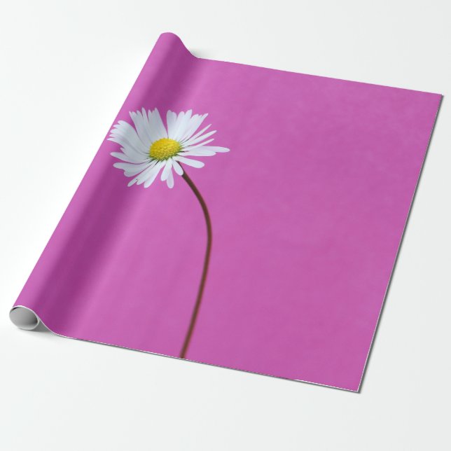 WHITE DAISY ON PINK BACKGROUND WRAPPING PAPER (Unrolled)