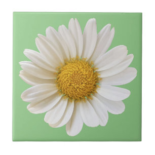 White Daisy on Sage Green Background Tile