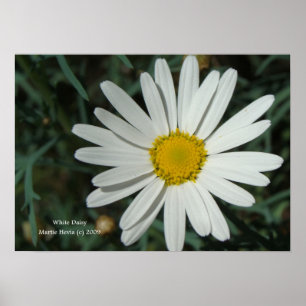 White Daisy Print - Select Your Frame