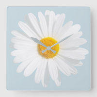 white daisy