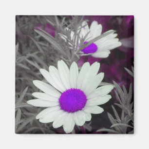 White Daisy (w Purple) magnet