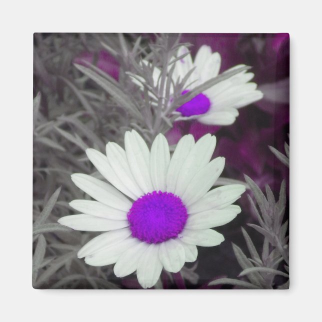 White Daisy (w Purple) magnet (Front)