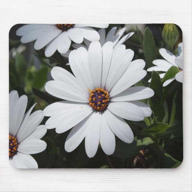 White Daisy's in Bloom Mouse Mat (Front)