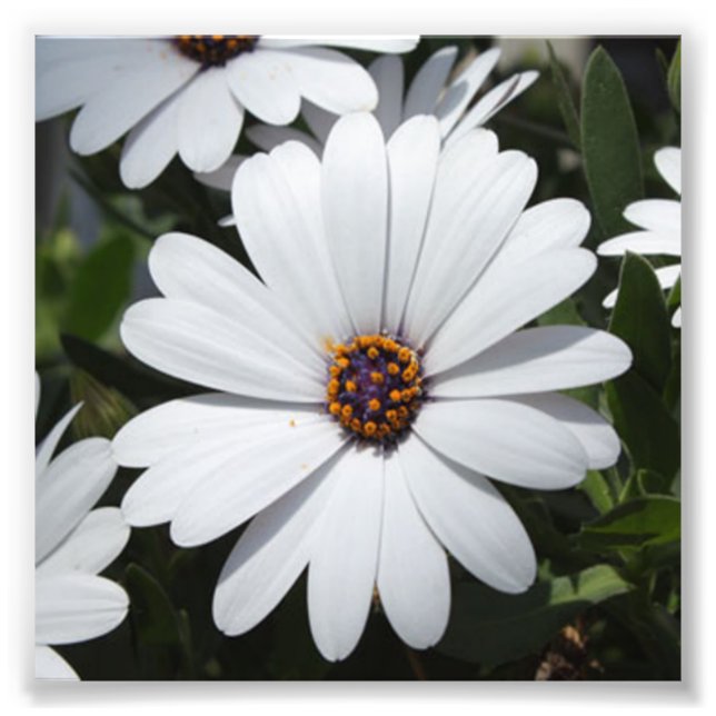White Daisy's in Bloom Photo Print (Front)