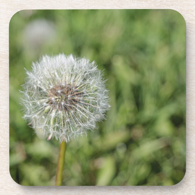 White dandelion flower on green grass coaster (Front)