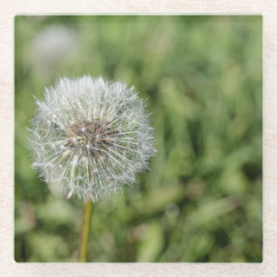 White dandelion flower on green grass glass coaster