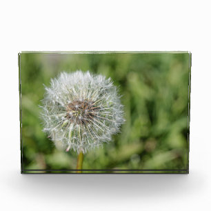 White dandelion flower on green grass photo block