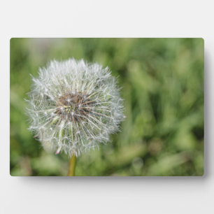 White dandelion flower on green grass plaque