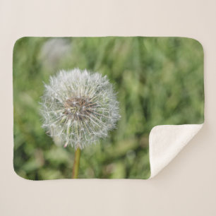 White dandelion flower on green grass sherpa blanket