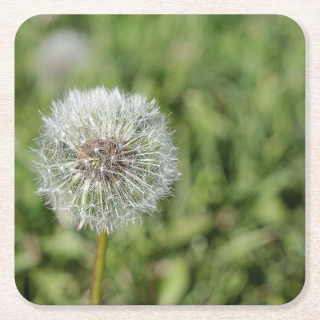 White dandelion flower on green grass square paper coaster (Front)