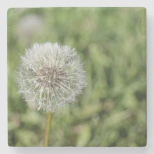 White dandelion flower on green grass stone coaster