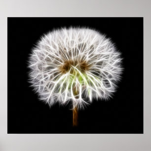 White Dandelion Flower Plant Poster