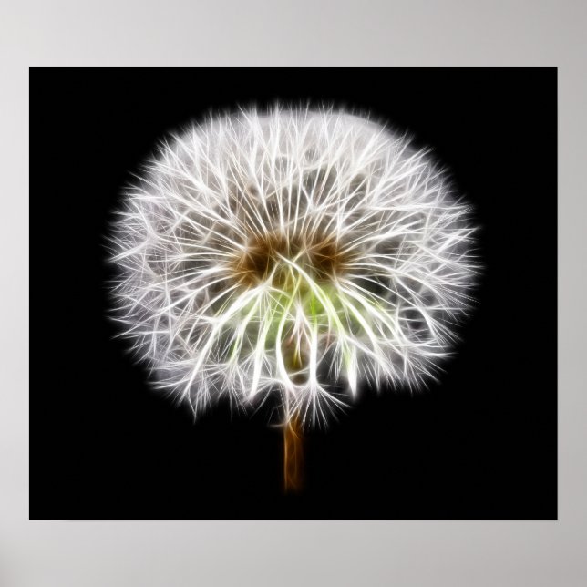 White Dandelion Flower Plant Poster (Front)