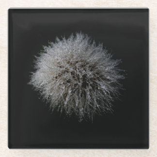 White Dandelion Glass Coaster