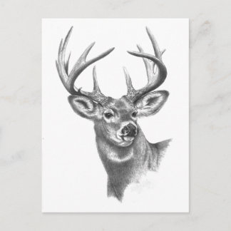 white deer 84 postcard