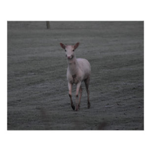 White Deer Poster