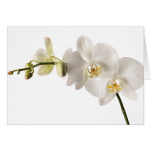 White Dendrobium Orchid Flower Spray Floral Blank