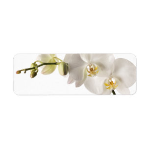White Dendrobium Orchid Flower Spray Floral Blank