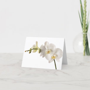 White Dendrobium Orchid Flower Spray Floral Blank Card