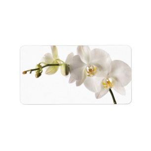 White Dendrobium Orchid Flower Spray Floral Blank Label