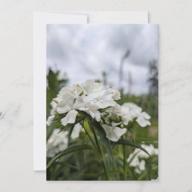 White Dianthus Blossoms Beneath a Summer Sky Invitation (Front)