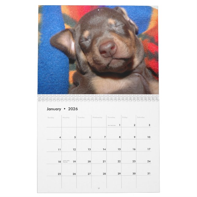 White Doberman Calendar (Jan 2026)