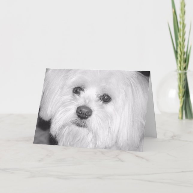 white dog card (Front)