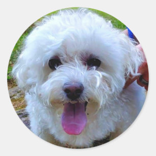 White Dog Classic Round Sticker