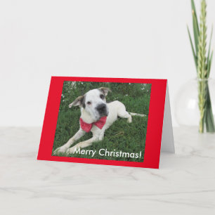 White Dog Holiday Card