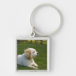 White dog key ring