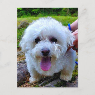 White Dog Postcard