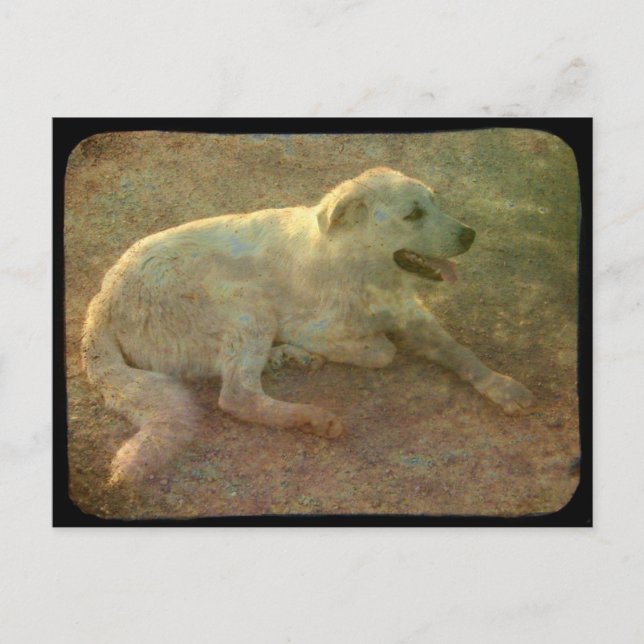 White Dog Postcard (Front)