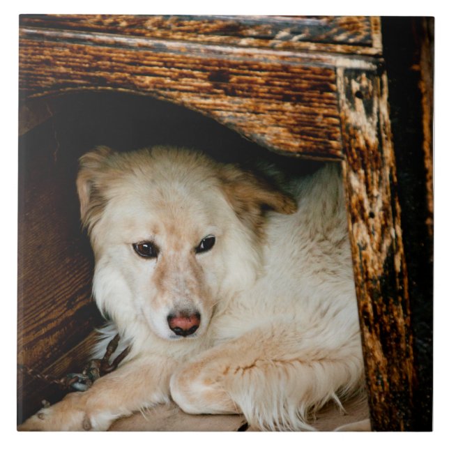 White dog tile (Front)
