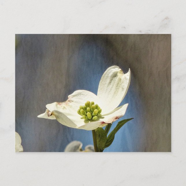 White Dogwood Bloom Card (Front)
