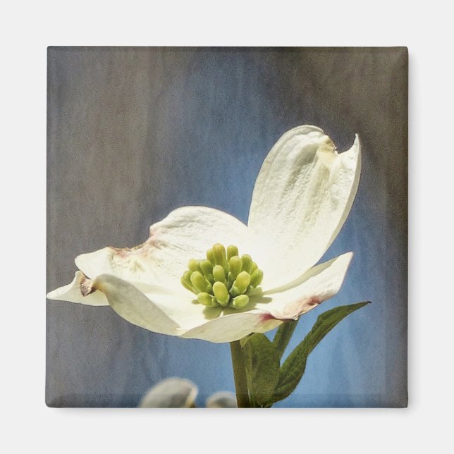 White Dogwood Bloom Magnet (Front)